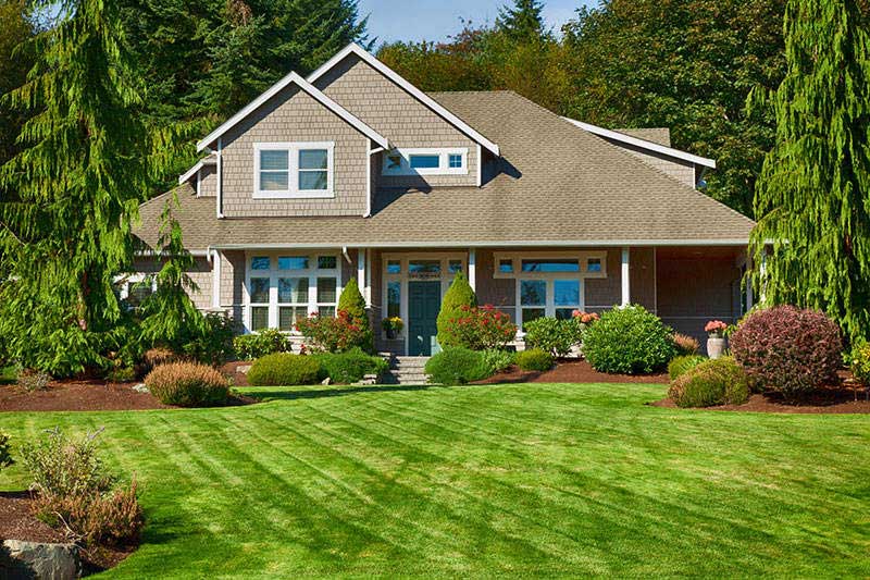 Our lawn renovation service can help repair and revive your lawn back to health. Most lawns with moss build up, bare spots or excess thatch can be fixed.