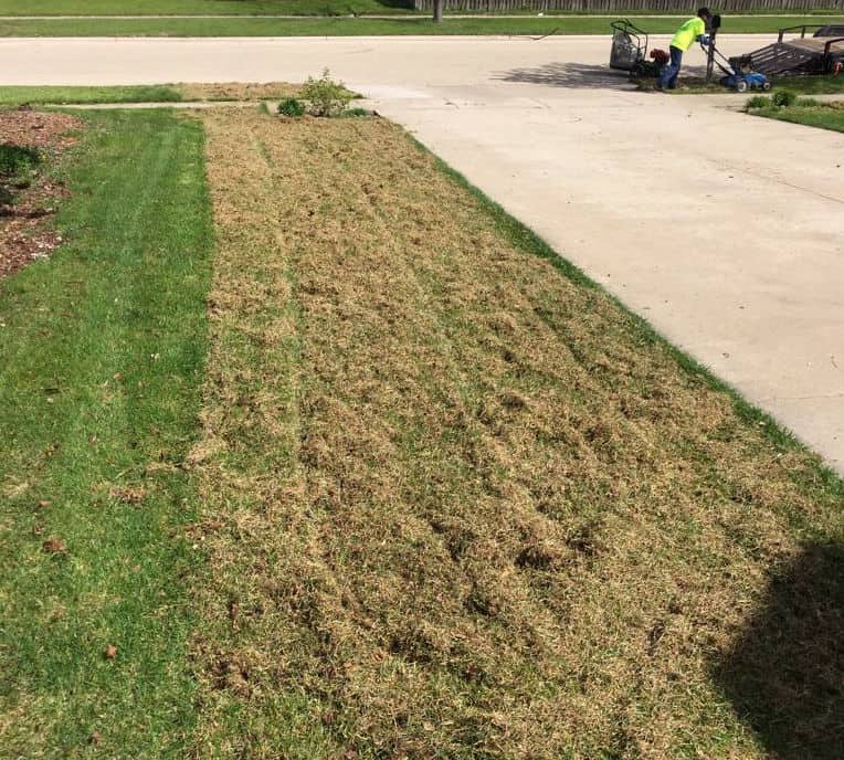 If your lawn has moss in it. Or it’s dull, yellowing and lifeless. Your solution is to de-thatch, aerate and overseed. Thatch is a layer of dead stems, roots and clippings.
